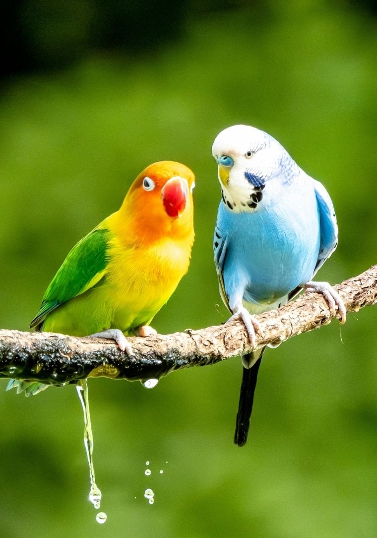 Muhabbet Kuşu ve Papağan Ürünleri